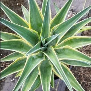 Agave Desmettiana Variegata