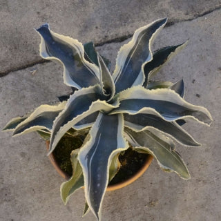 Agave Ivory Curls