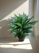 Aglaonema Maria
