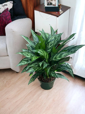 Aglaonema Maria