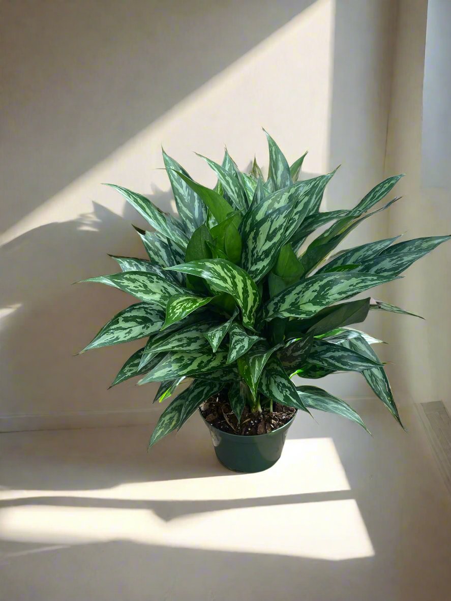 aglaonema super maria Aglaonema Maria