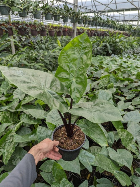 Alocasia Dark Star