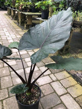 Alocasia 'Metalhead'