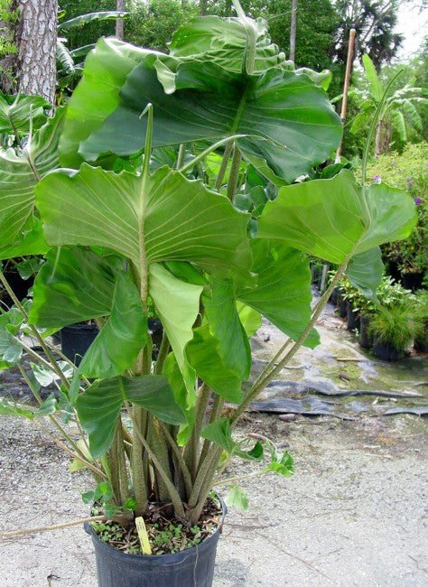 philodendron stingray Alocasia Stingray 14" Pot
