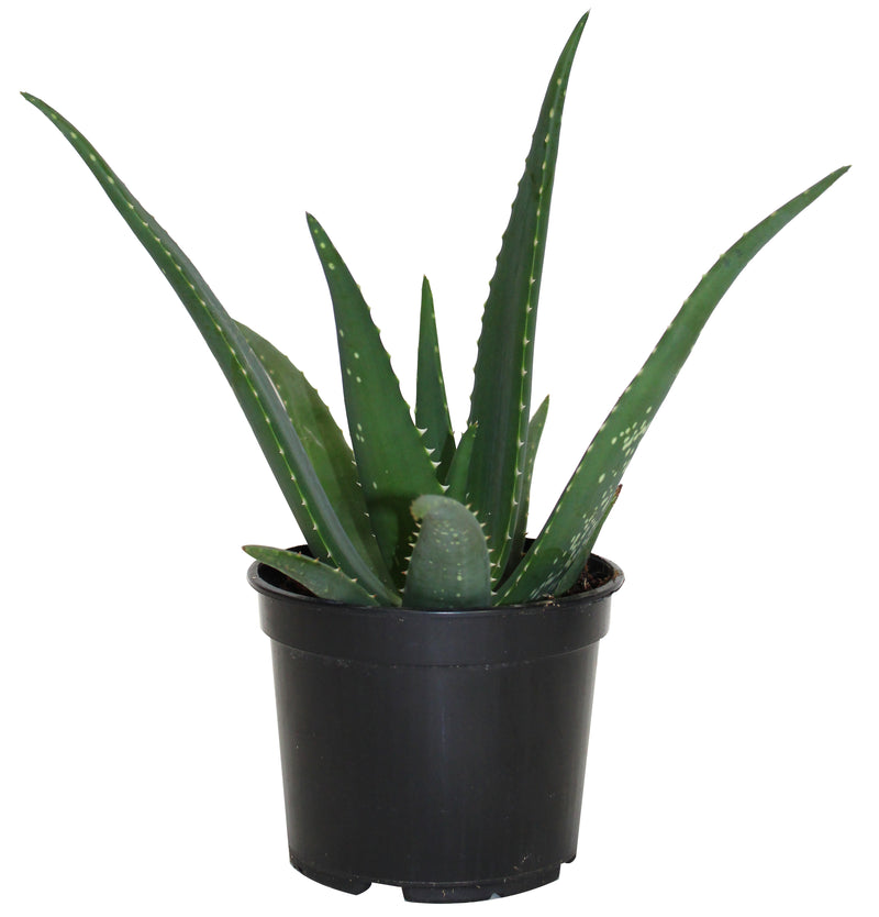 medi plant Aloe Medivera 'Equator' – Jordan's Jungle