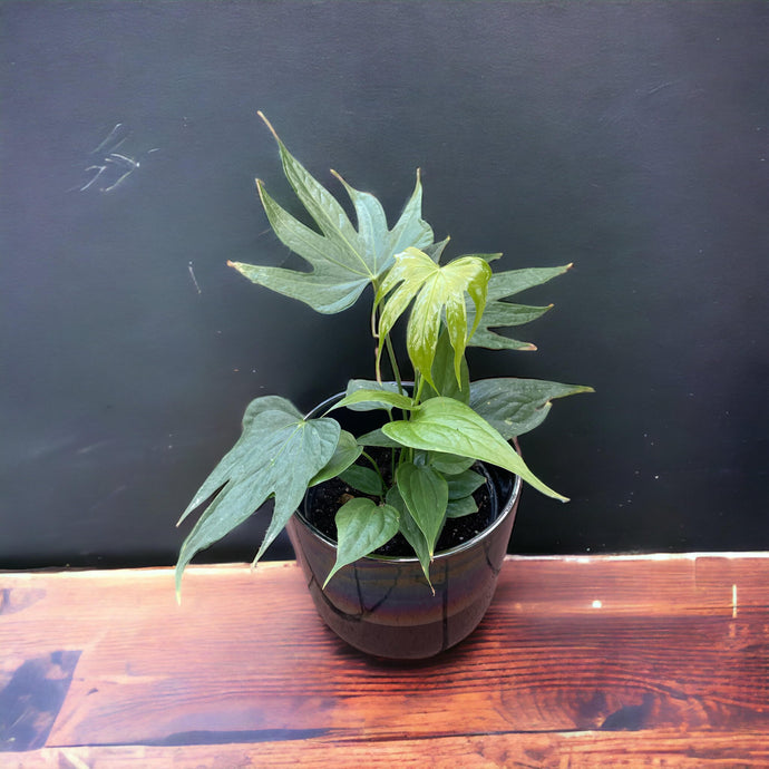 Anthurium pedatoradiatum (Fingers)