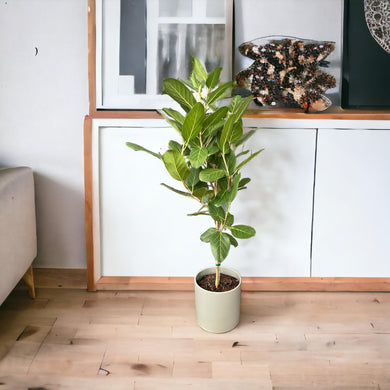 Ficus Audrey