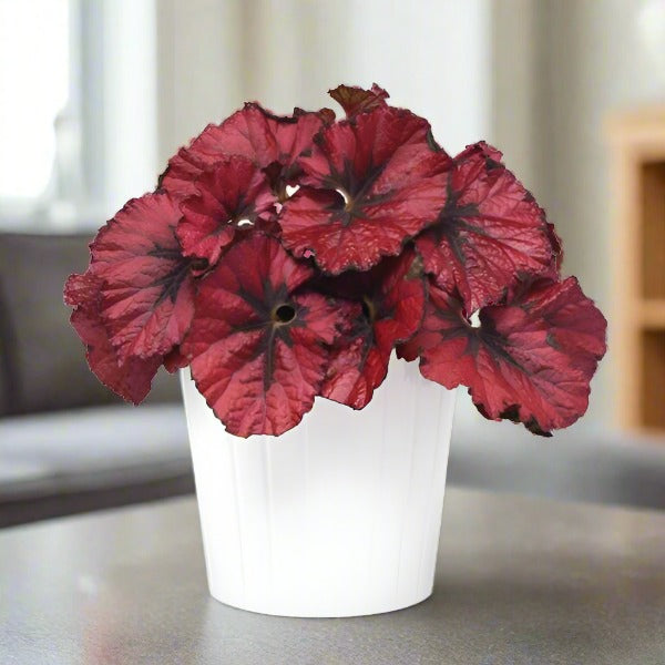 Begonia Rex 'Heartbeat'