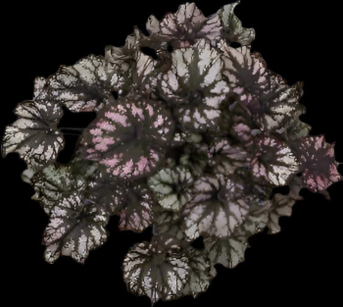 Begonia Rex 'King Cumbia'