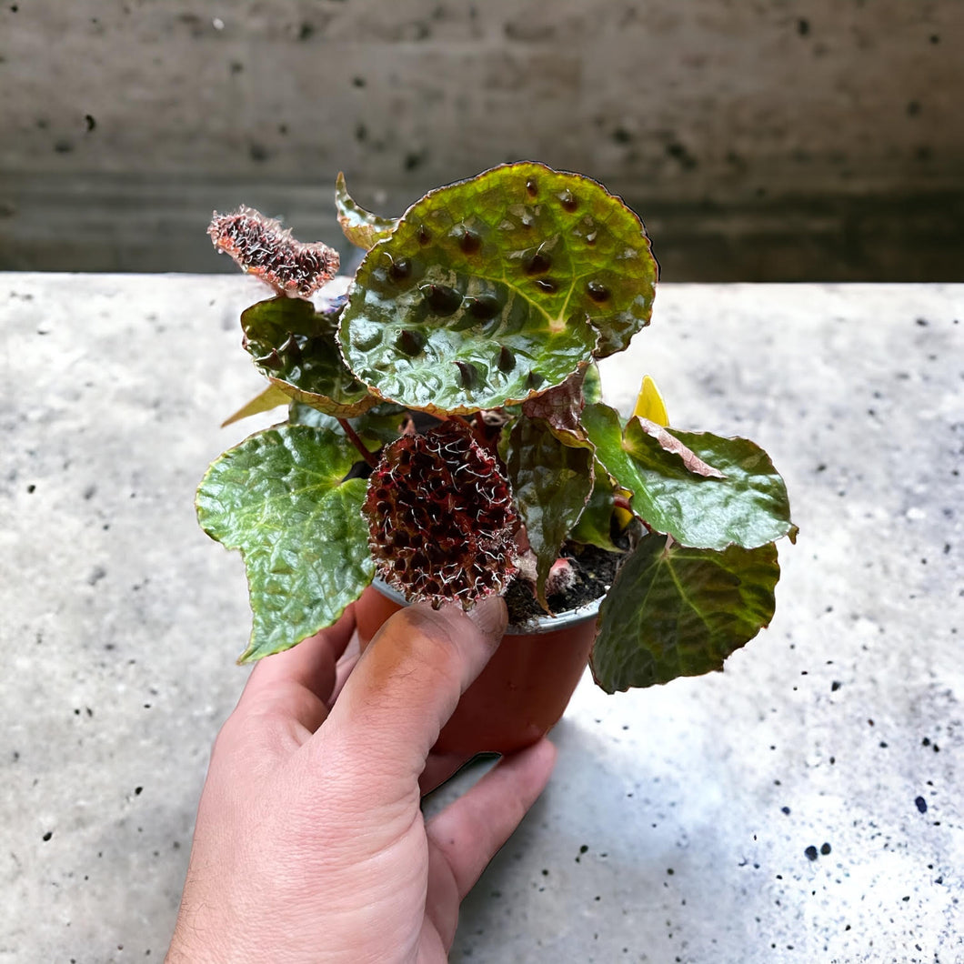 Begonia Ferox