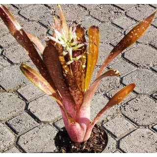 Billbergia Hallelujah