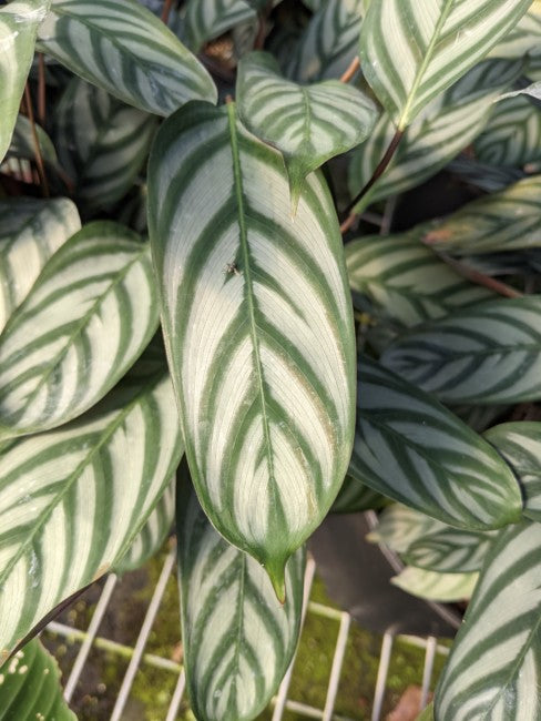 Ctenanthe oppenheimiana 'Exotica' (Calathea)