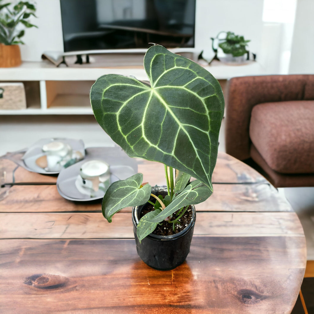 anthurium clareverinium Anthurium Clarinervium