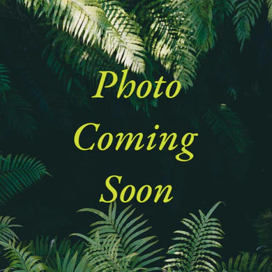 Vanilla planifolia (Vanilla Orchid)