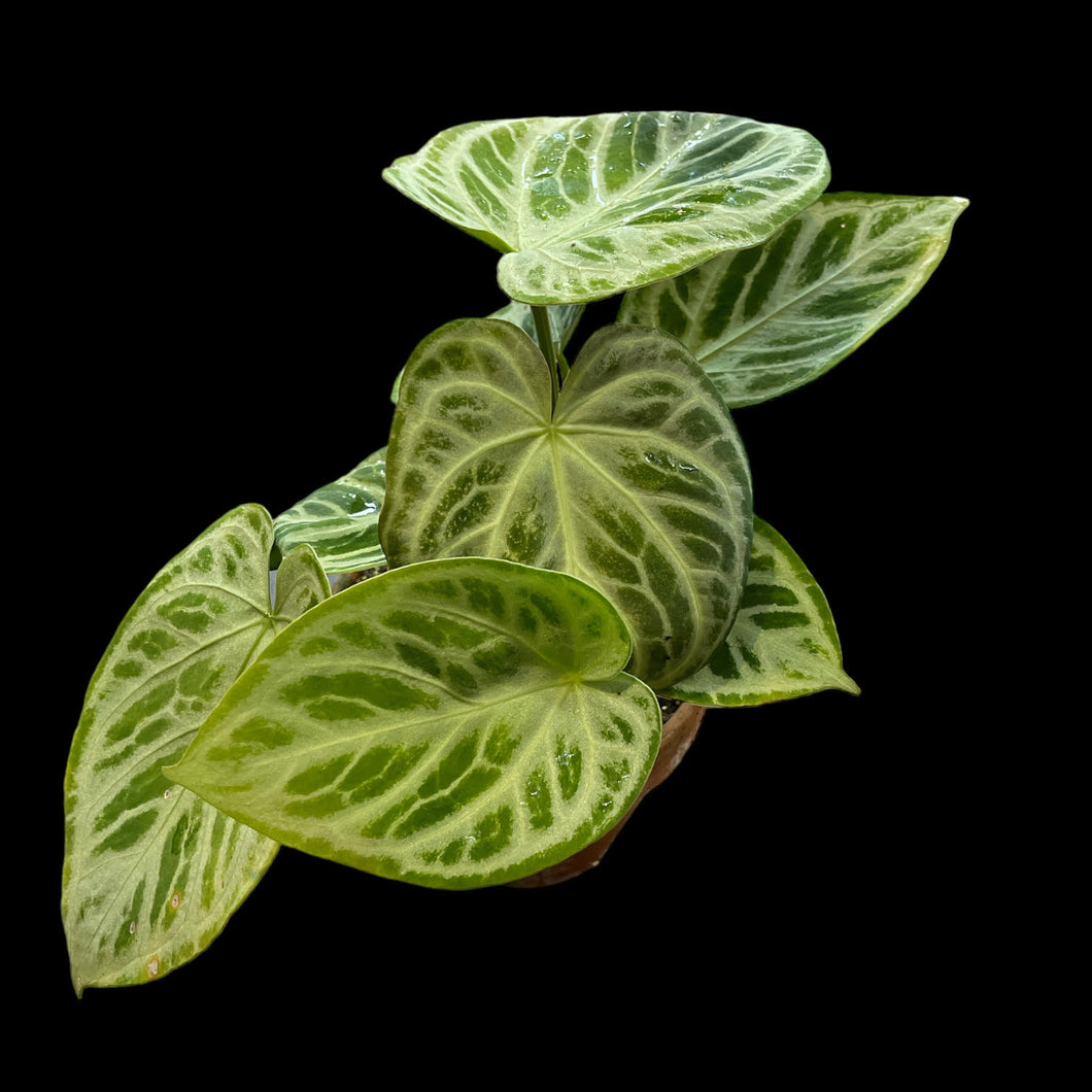 anthurium crystallinum silver blush Anthurium Crystallinum Silver Blush