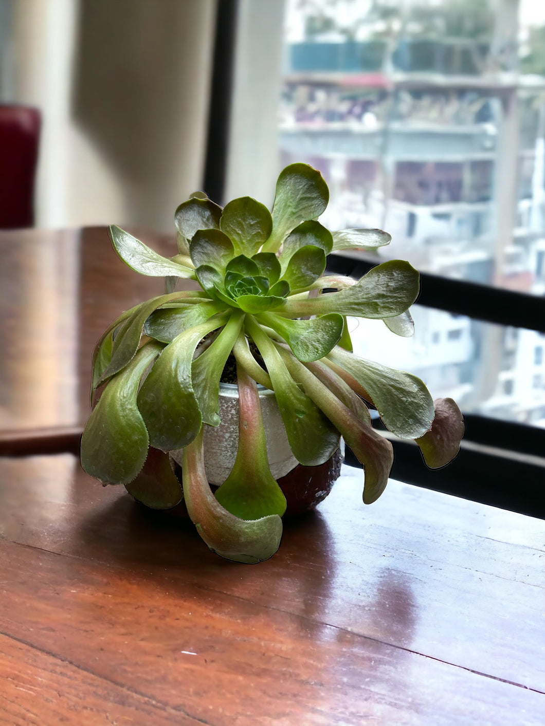 destiny succulent Semponium Destiny