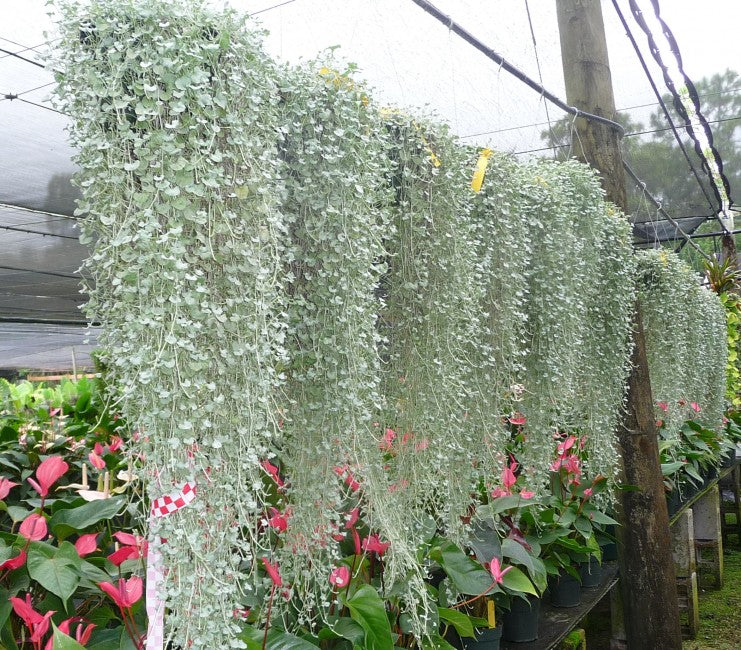 Dichondra argentea