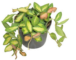 Hoya DS-70 Variegated 4