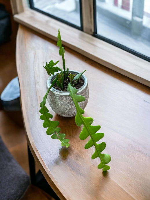 Epiphyllum Anguliger (Fishbone Cactus)