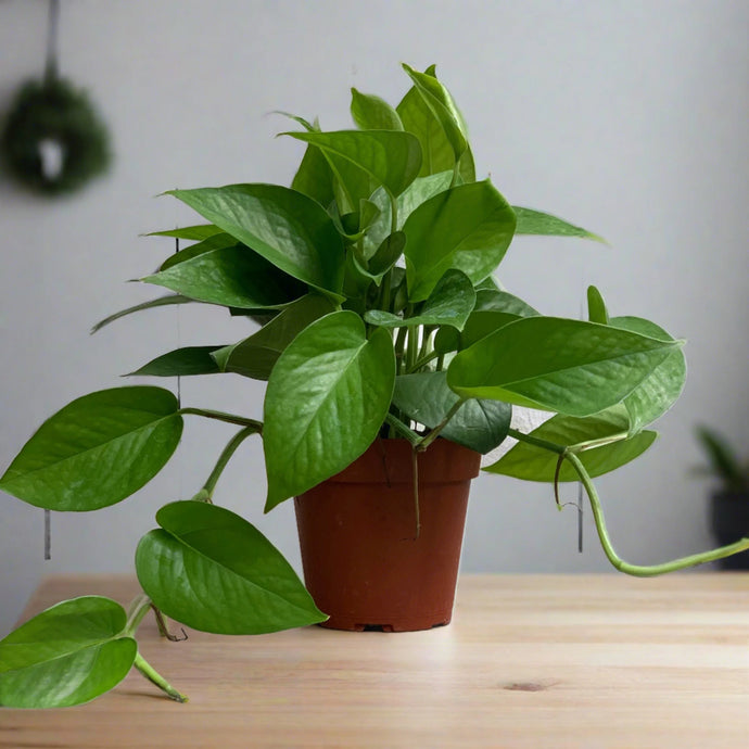 Epipremnum Jade (Pothos)