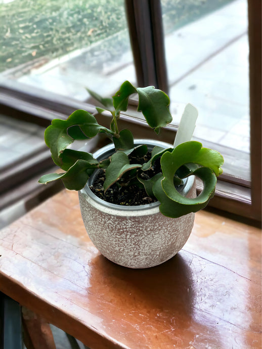 Epiphyllum Monstrosa (Orchid Cactus)