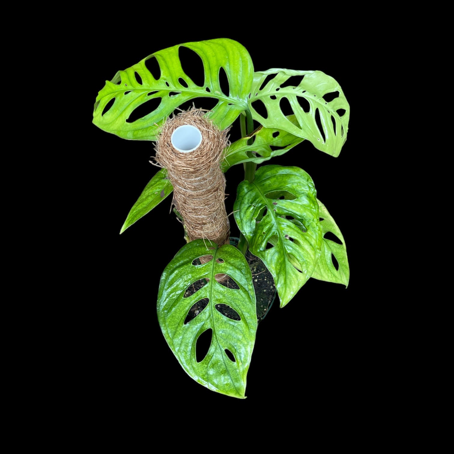 Monstera Esqueleto - Thumbnail 2