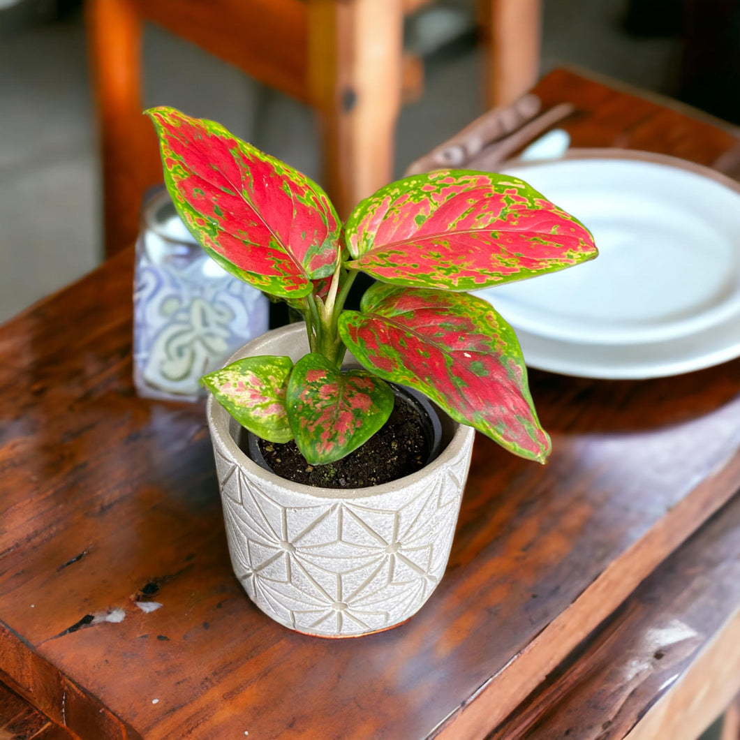 aglaonema 'favonian' Aglaonema Favonian