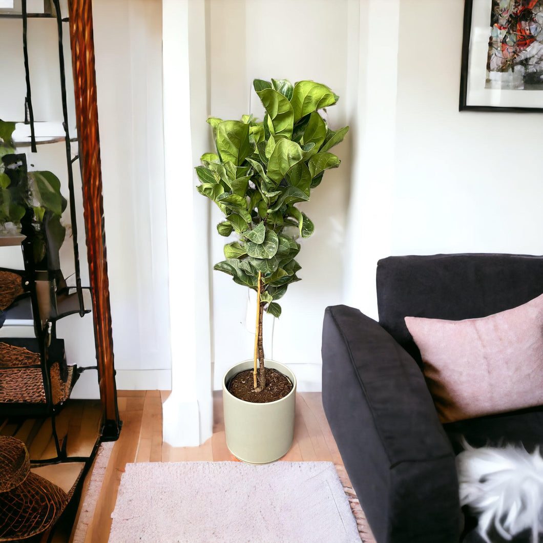 Ficus Lyrata - Fiddle Leaf Fig – Jordan's Jungle