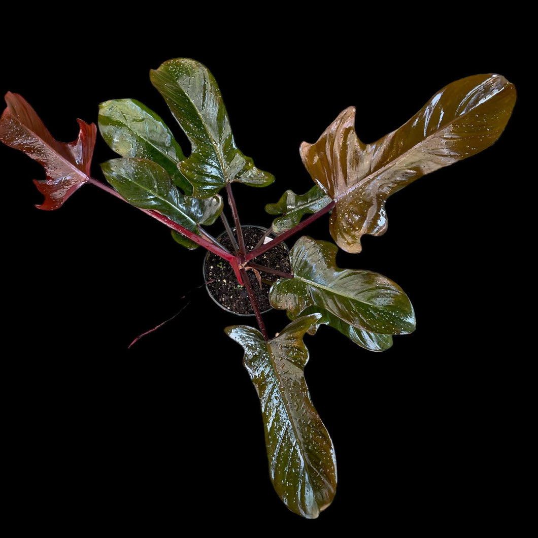 Philodendron Florida Bronze