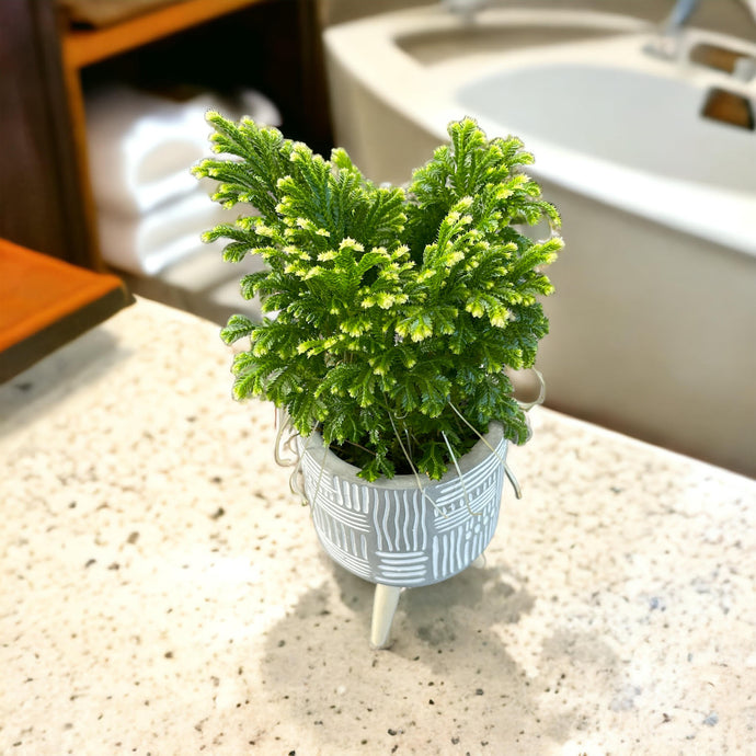 Selaginella martensii (Frosty Fern)