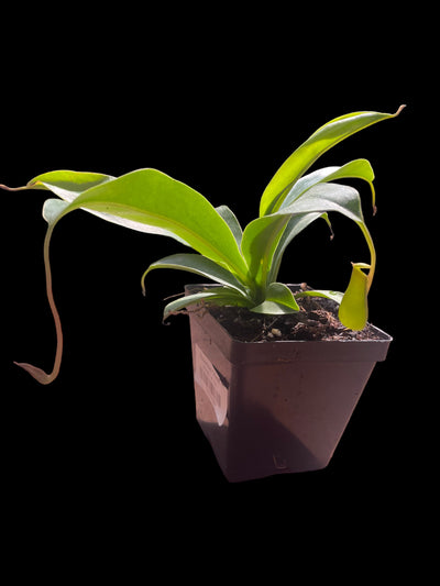 Nepenthes "Alata"