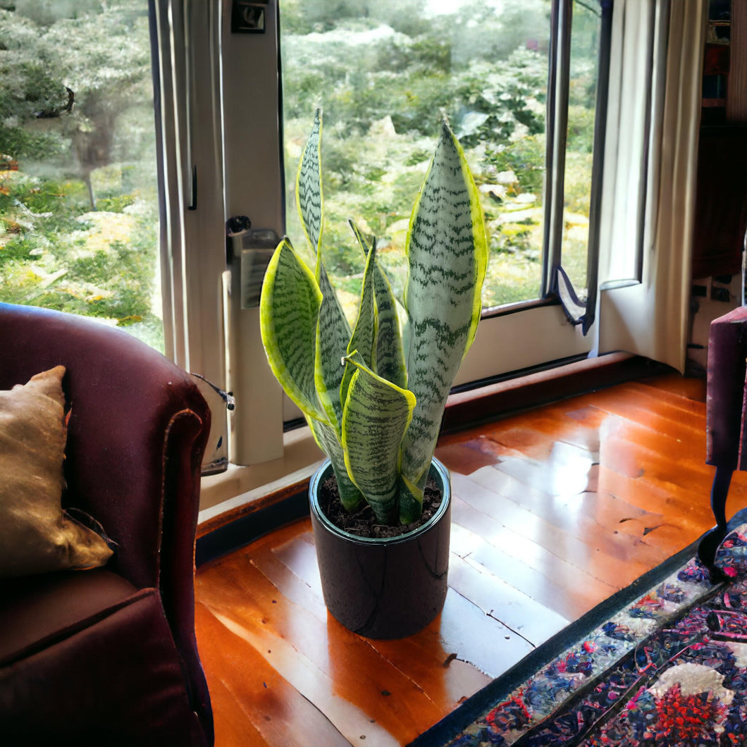 Sansevieria Laurentii