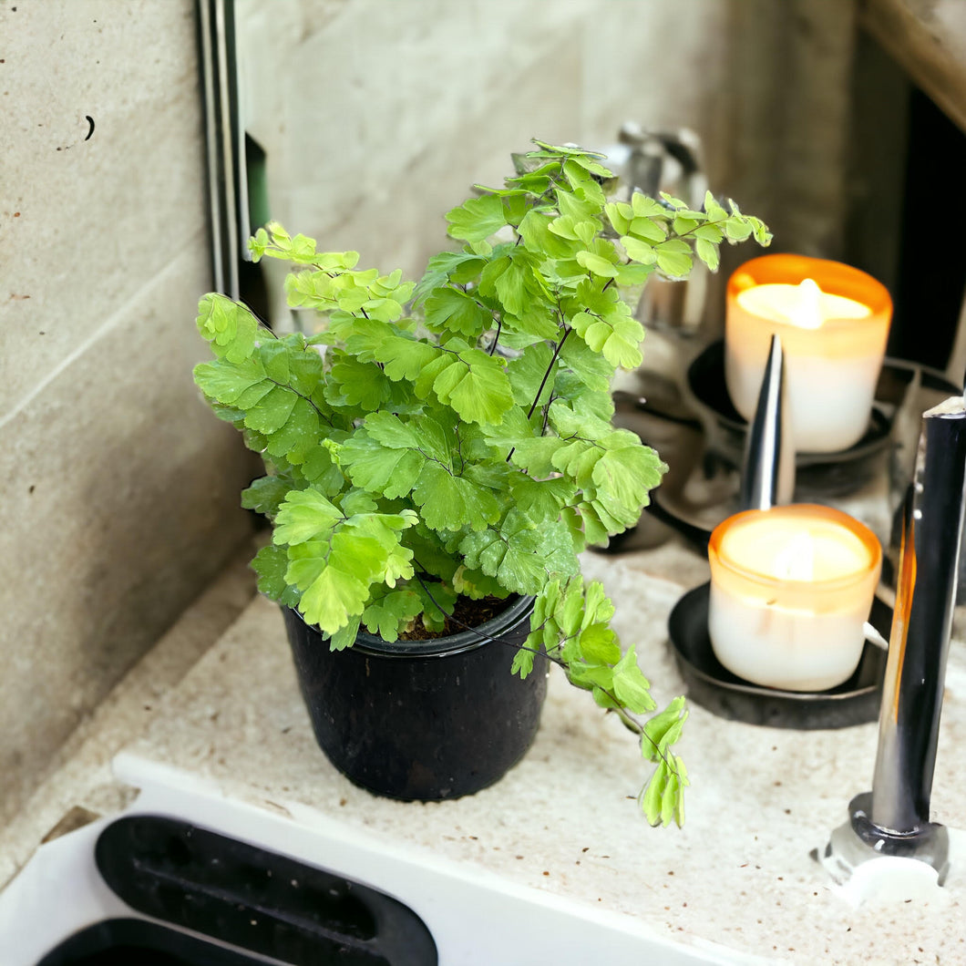 Maidenhair Fern