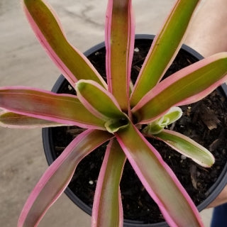 Neoregelia Donger