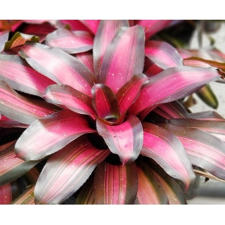Neoregelia Margaret