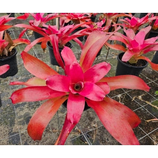 Neoregelia Rose Parfait