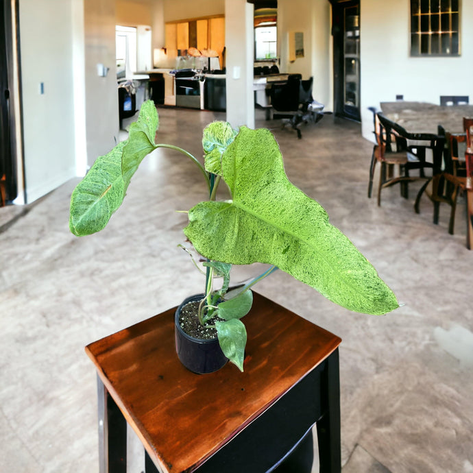 Philodendron Paraiso Verde