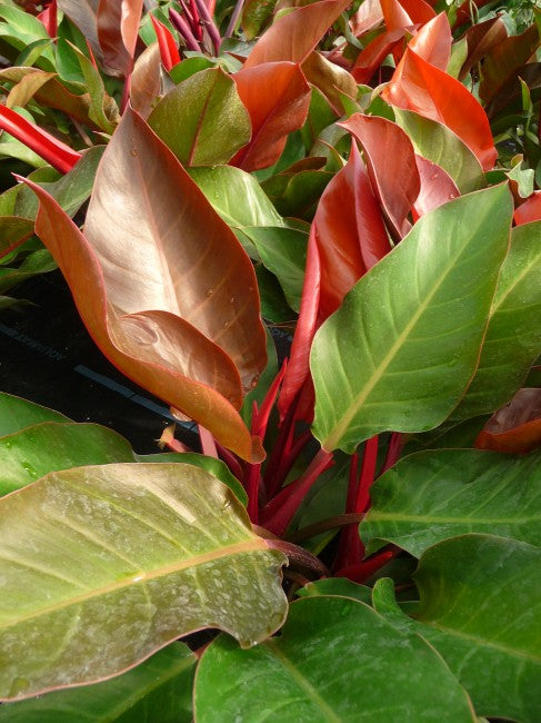 Philodendron McColley's Finale – Jordan's Jungle
