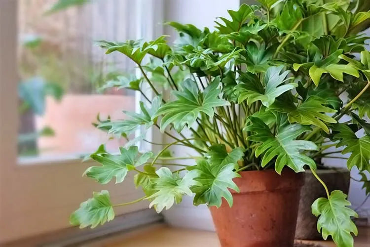 buy philodendron xanadu sydney Philodendron Xanadu