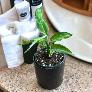 Aglaonema Pictum Tricolor