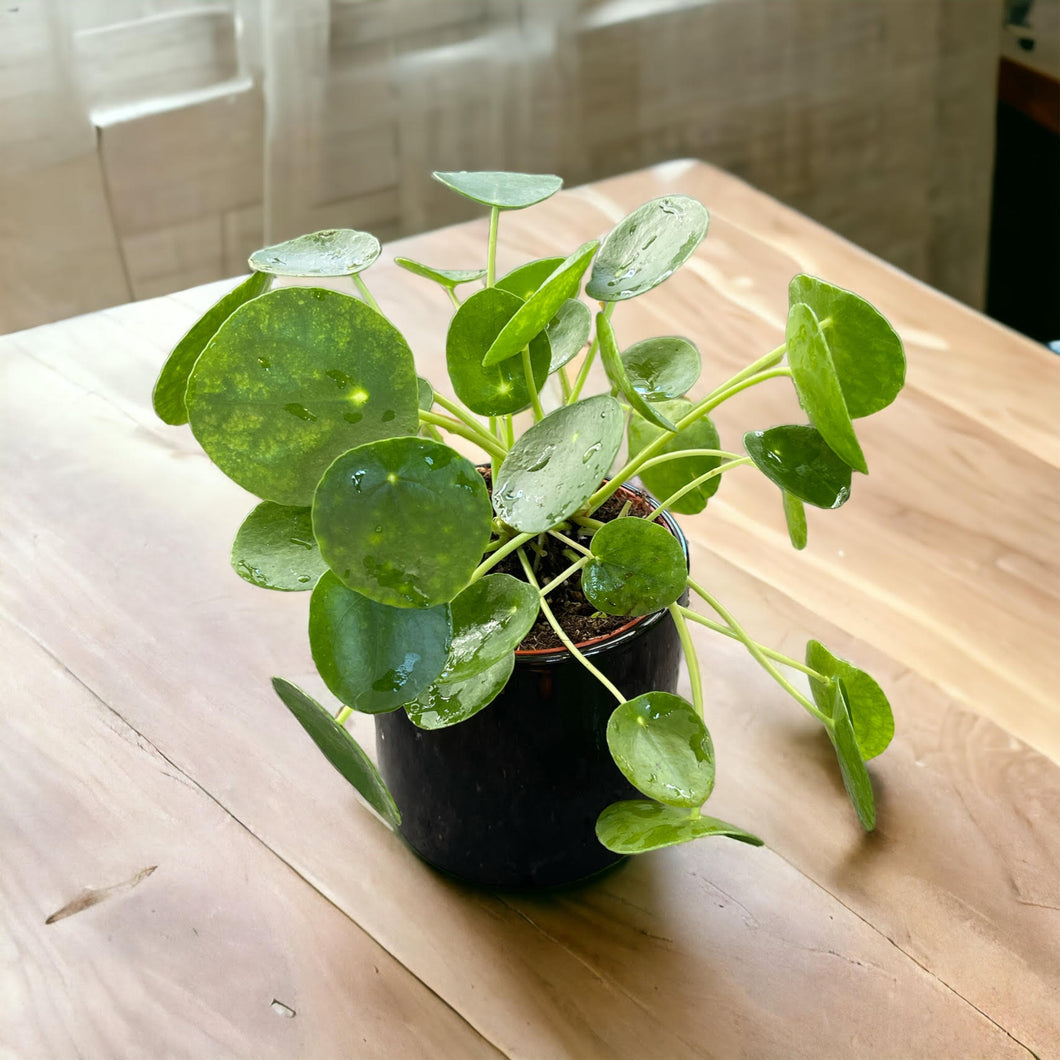 Pilea Peperomiodes (Friendship Plant)