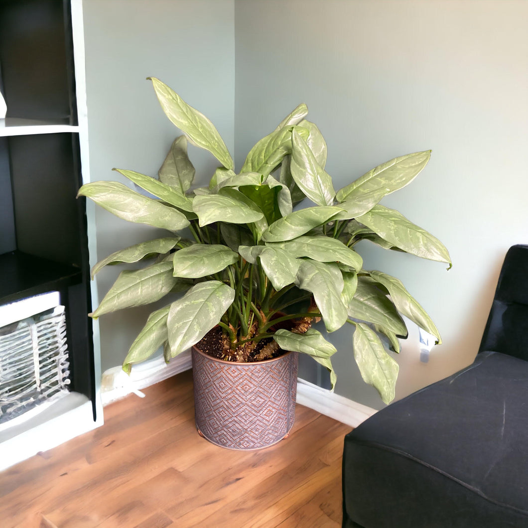 aglaonema platinum Aglaonema Platinum