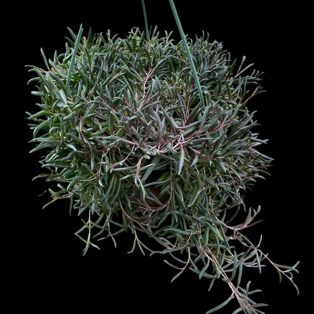 Senecio herreianus 