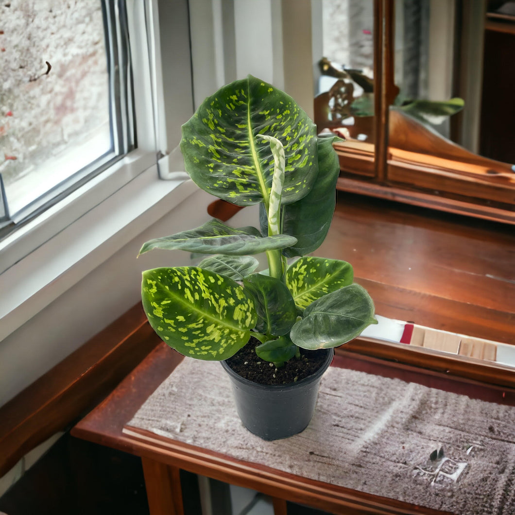 large dieffenbachia reflector Dieffenbachia Reflector – Jordan's Jungle