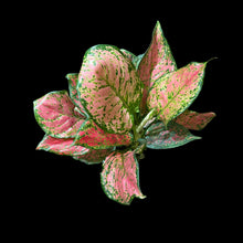 Aglaonema Ruby Ray