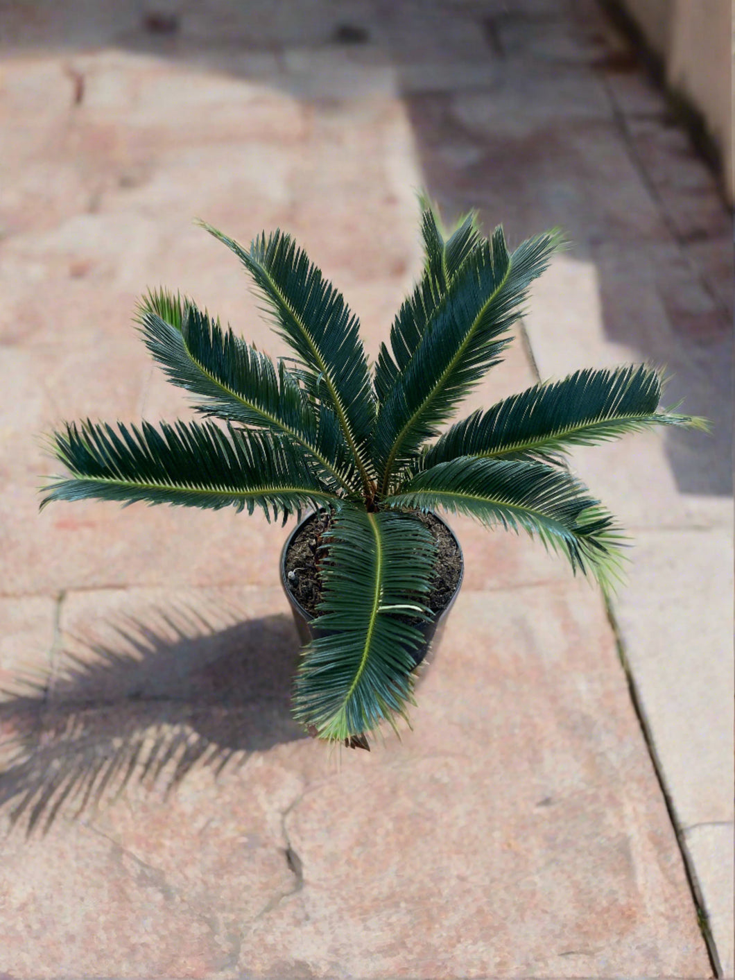 king sago palm plant Cycas Revolta (King Sago Palm) – Jordan's Jungle