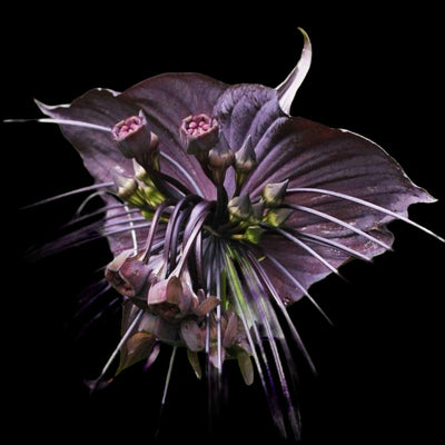Tacca Chantrieri (Black Bat Plant)