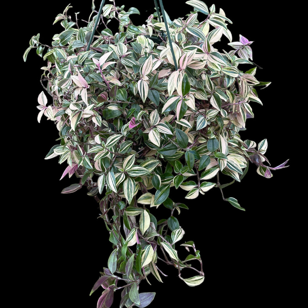 Tradescantia Rainbow