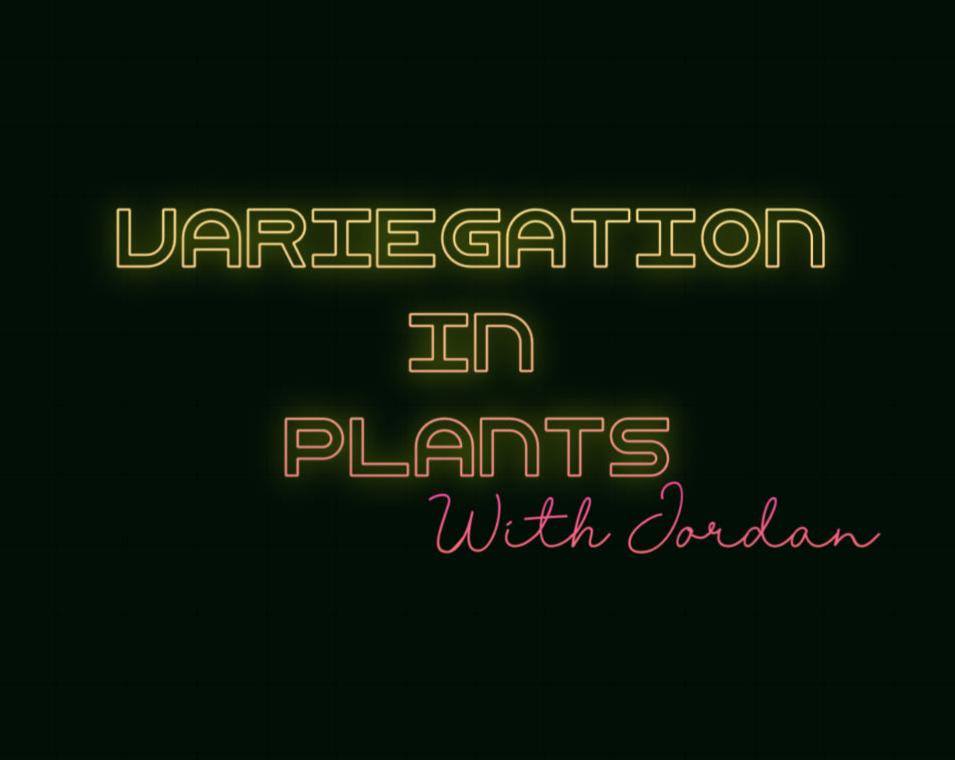 Variegated Plants with Jordan (10/23/24)