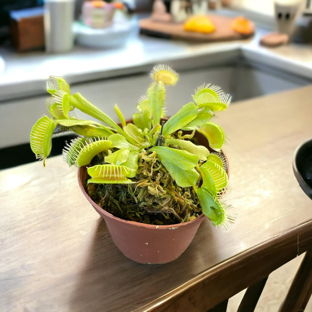 Dionaea muscipula (Venus Flytrap)